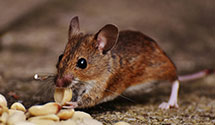24 Hour & Emergency Exterminators in Redstone, MT